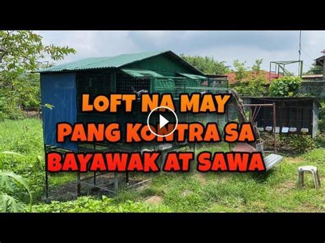 pilipinas kalapati clocking|COMPLETE CLOCKING ANG KALAPATI HANGGANG .